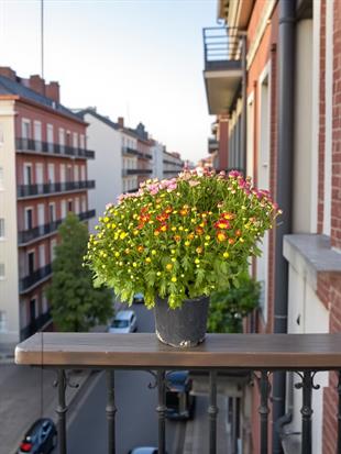 Renkli Kasımpatı (Chrysanthemum) Krizantem Bitkisi XL