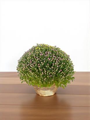 Renkli Kasımpatı (Chrysanthemum) Krizantem Bitkisi XL