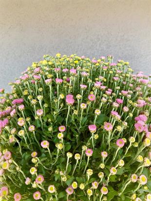 Renkli Kasımpatı (Chrysanthemum) Krizantem Bitkisi XL