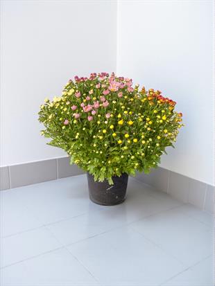 Renkli Kasımpatı (Chrysanthemum) Krizantem Bitkisi XL