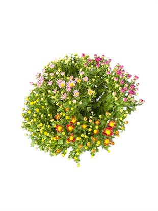 Renkli Kasımpatı (Chrysanthemum) Krizantem Bitkisi XL