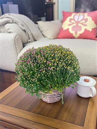 Renkli Kasımpatı (Chrysanthemum) Krizantem Bitkisi XL