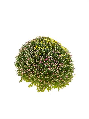 Renkli Kasımpatı (Chrysanthemum) Krizantem Bitkisi XL