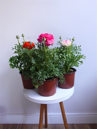 Ranunculus Şakayık - Düğün Çiçeği 3 lü Karışık Renk Seti 🌸