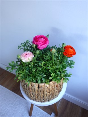 Ranunculus Şakayık - Düğün Çiçeği 3 lü Karışık Renk Seti 🌸