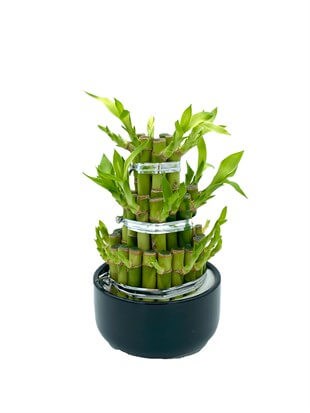 Lucky Bamboo Saksılı Şans Bambusu