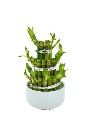 Lucky Bamboo Saksılı Şans Bambusu