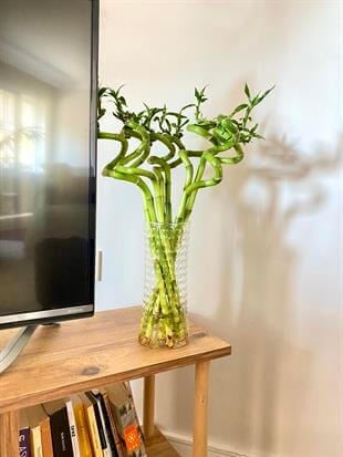 Şans Bambusu 50 - 60 cm Lucky Bamboo