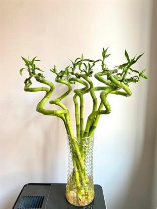 Şans Bambusu 50 - 60 cm Lucky Bamboo