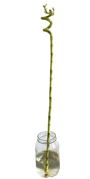 Şans Bambusu 90-100 cm