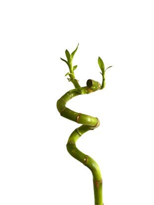 Şans Bambusu 90-100 cm