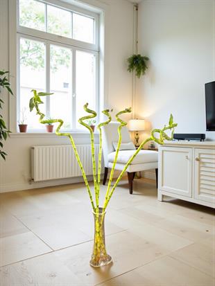 Şans Bambusu 100-110 cm Büyük Boy Bambu Çiçeği