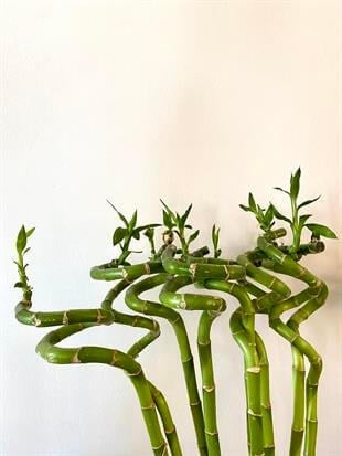 Şans Bambusu 90-100 cm