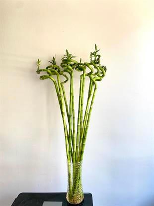 Şans Bambusu 90-100 cm