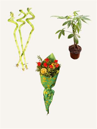 Şans Kombosu Seti 3 lü