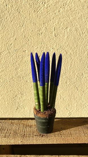 Sansevieria Blue Velvet Touch (Paşa Kılıcı Mavi Kadife)