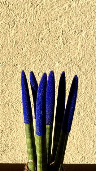 Sansevieria Blue Velvet Touch (Paşa Kılıcı Mavi Kadife)