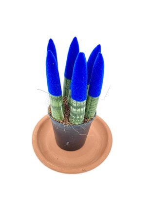 Sansevieria Blue Velvet Touch (Paşa Kılıcı Mavi Kadife)