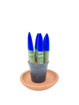 Sansevieria Blue Velvet Touch (Paşa Kılıcı Mavi Kadife)