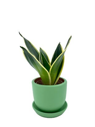 Sansevieria Lotus Hahnii (Bodur Paşa Kılıcı) 