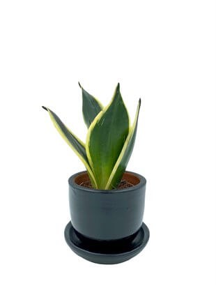 Sansevieria Lotus Hahnii (Bodur Paşa Kılıcı) 