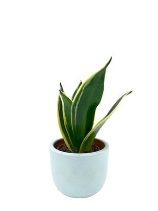 Sansevieria Lotus Hahnii (Bodur Paşa Kılıcı) 