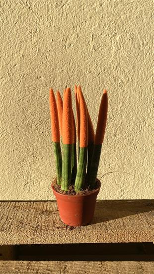 Sansevieria Orange Velvet Touch (Paşa Kılıcı Turuncu Kadife)