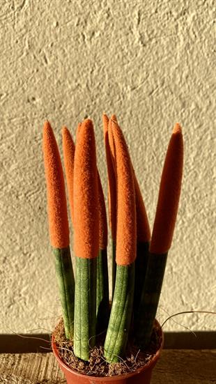 Sansevieria Orange Velvet Touch (Paşa Kılıcı Turuncu Kadife)