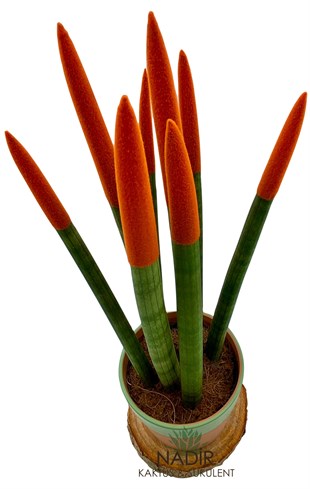 Sansevieria Orange Velvet Touch (Paşa Kılıcı Turuncu Kadife) 40 cm