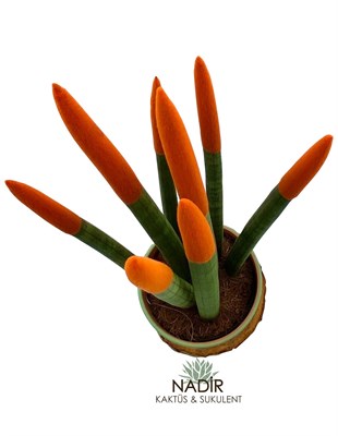 Sansevieria Orange Velvet Touch (Paşa Kılıcı Turuncu Kadife) 40 cm