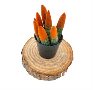 Sansevieria Orange Velvet Touch (Paşa Kılıcı Turuncu Kadife)
