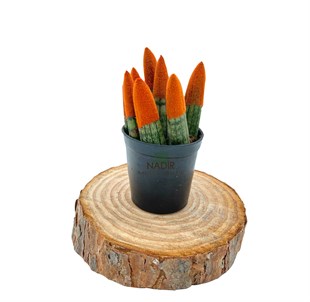 Sansevieria Orange Velvet Touch (Paşa Kılıcı Turuncu Kadife)