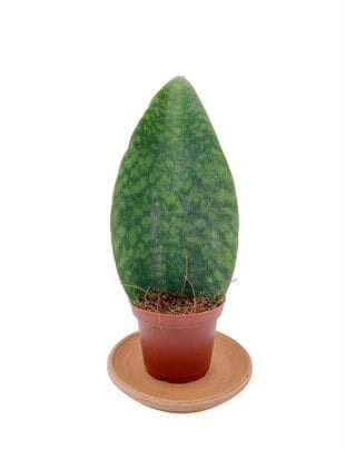 Sansevieria (Paşa Kılıcı) Masoniana