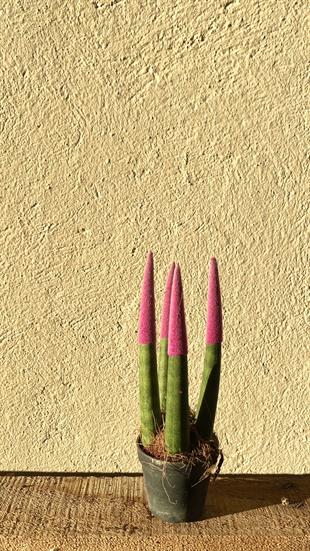 Sansevieria Pembe Velvet Touch (Paşa Kılıcı Pembe Kadife)