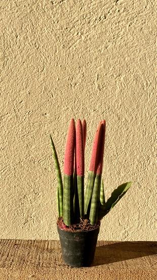 Sansevieria Pembe Velvet Touch (Paşa Kılıcı Pembe Kadife)