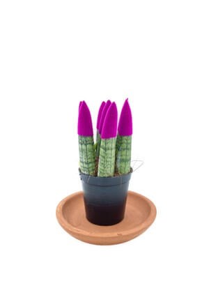 Sansevieria Purple Velvet Touch (Paşa Kılıcı Mor Kadife)