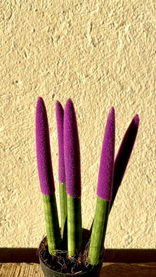 Sansevieria Purple Velvet Touch (Paşa Kılıcı Mor Kadife)