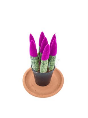 Sansevieria Purple Velvet Touch (Paşa Kılıcı Mor Kadife)