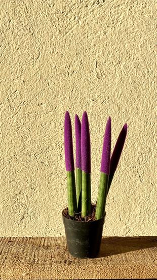 Sansevieria Purple Velvet Touch (Paşa Kılıcı Mor Kadife)