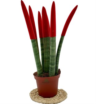 Sansevieria Red Velvet Touch ( Paşa Kılıcı Kırmızı Kadife )
