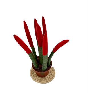 Sansevieria Red Velvet Touch ( Paşa Kılıcı Kırmızı Kadife )