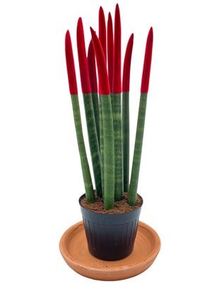 Sansevieria Red Velvet Touch (Paşa Kılıcı Kırmızı Renkli Kadife)