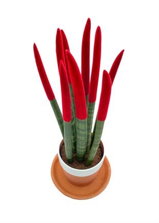 Sansevieria Red Velvet Touch (Paşa Kılıcı Kırmızı Renkli Kadife)