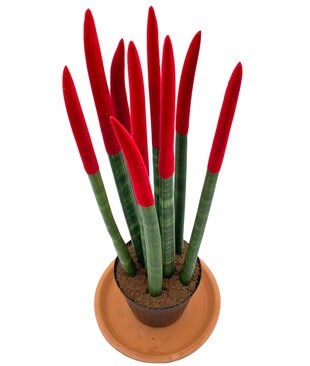 Sansevieria Red Velvet Touch (Paşa Kılıcı Kırmızı Renkli Kadife)