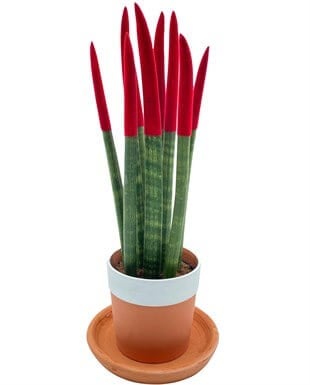 Sansevieria Red Velvet Touch (Paşa Kılıcı Kırmızı Renkli Kadife)