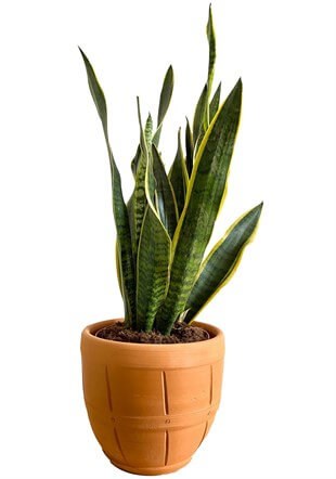 Sansevieria Trifasciata XL Büyük Boy (Paşa Kılıcı)