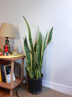 Sansevieria Trifasciata XL Büyük Boy 80 - 100 Cm (Paşa Kılıcı)