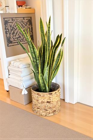 Sansevieria Trifasciata XL Büyük Boy (Paşa Kılıcı)