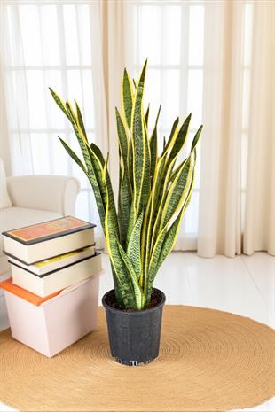 Sansevieria Trifasciata XL Büyük Boy (Paşa Kılıcı)
