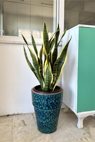 Sansevieria Trifasciata XL Büyük Boy (Paşa Kılıcı)